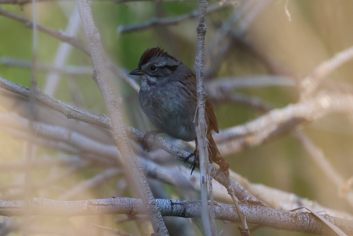 Swamp Sparrow - ML564238911