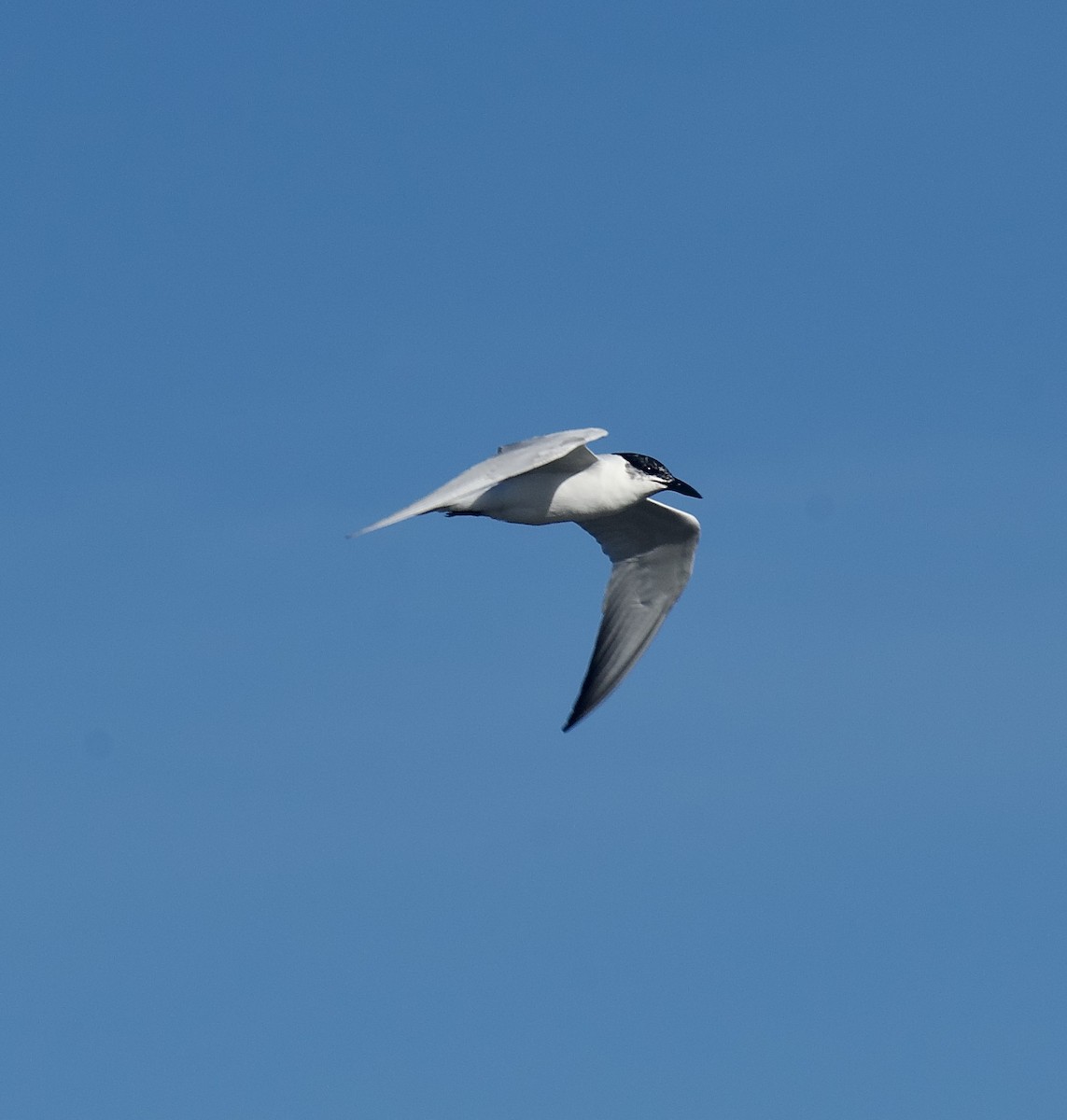 Gull-billed/Australian Tern - Kit Hustler