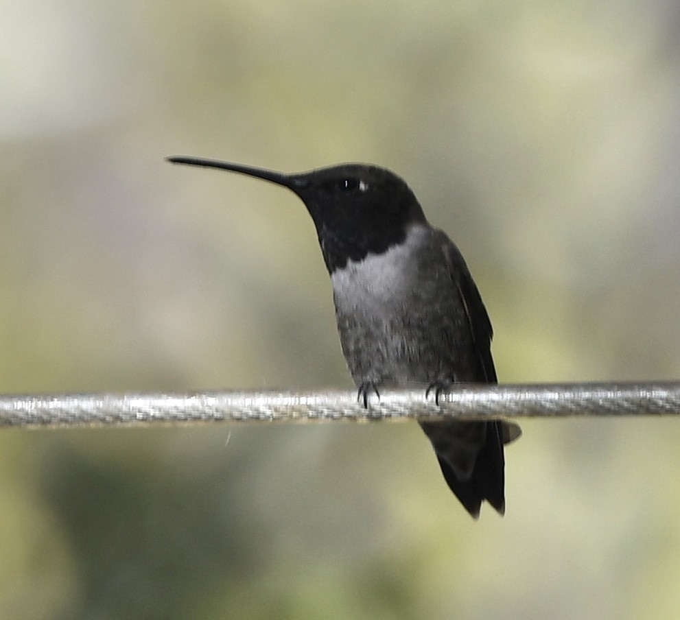 Black-chinned Hummingbird - ML564254611