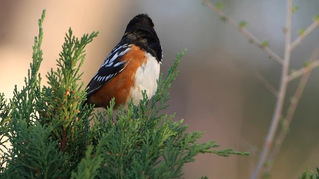 Spotted Towhee - ML564255251