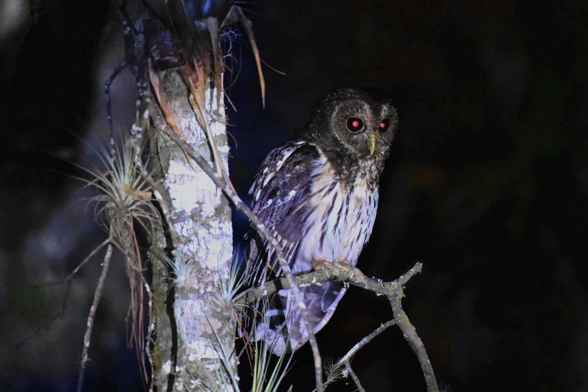 ML564259221 Mottled Owl (Mottled) Macaulay Library