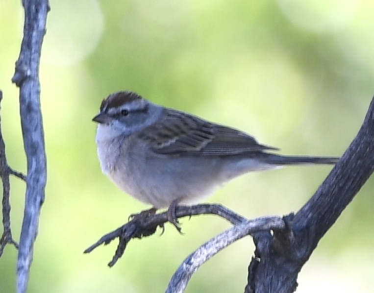 Chipping Sparrow - ML564260581