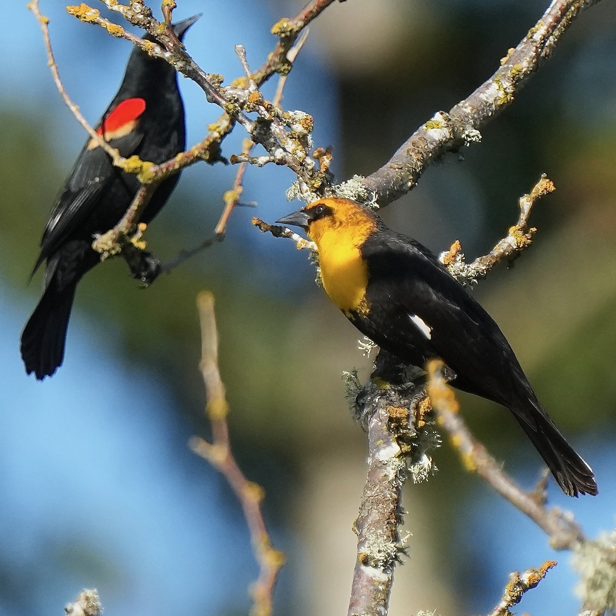 Yellow-headed Blackbird - Marc Whitehead