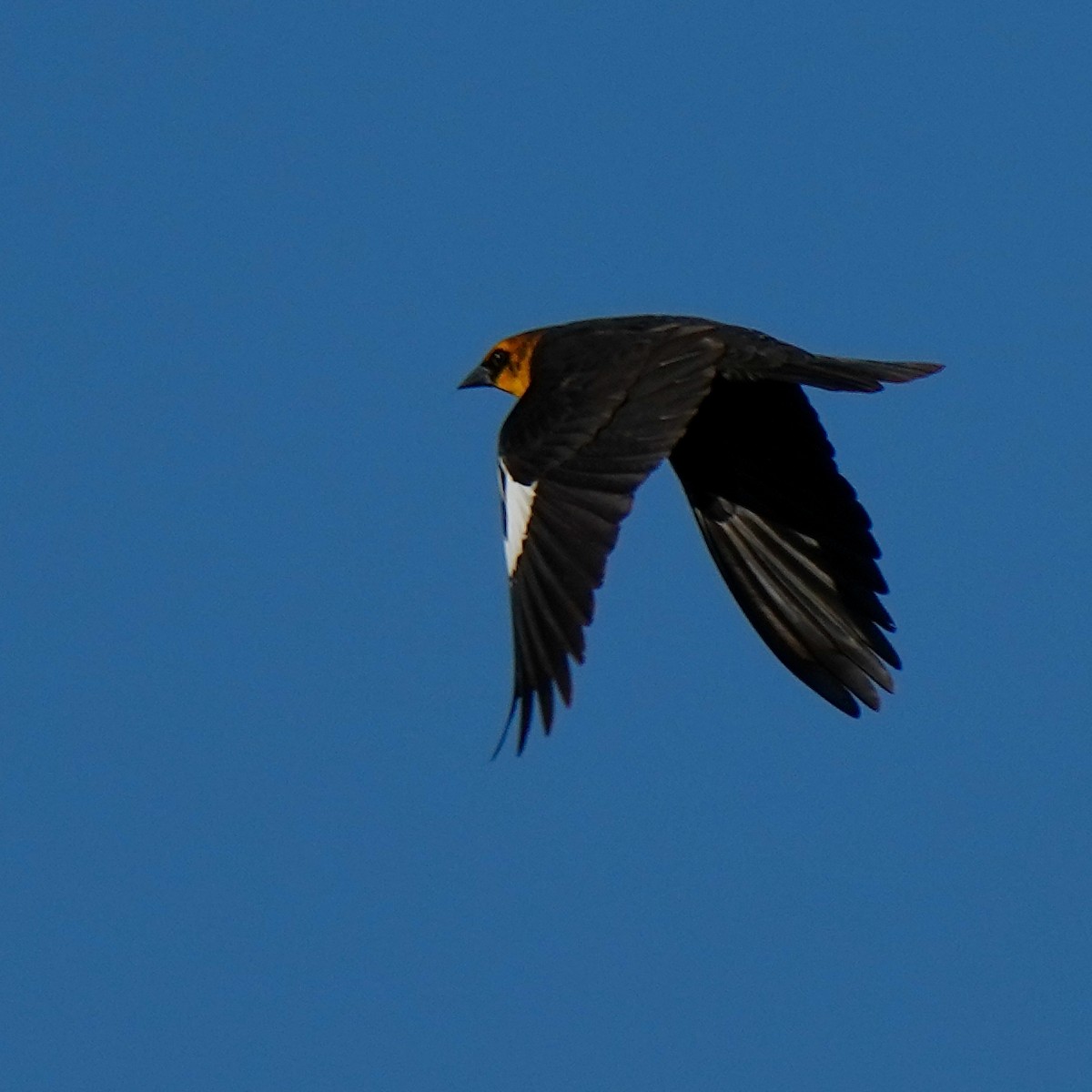 Yellow-headed Blackbird - ML564261251