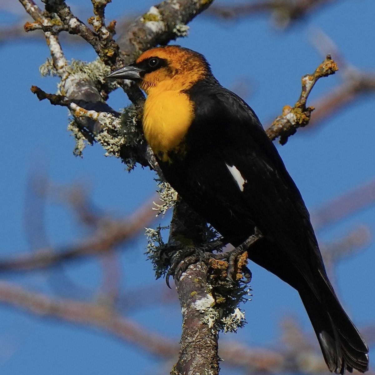 Yellow-headed Blackbird - ML564261261