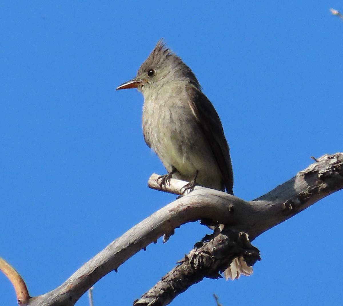 Greater Pewee - ML564261361