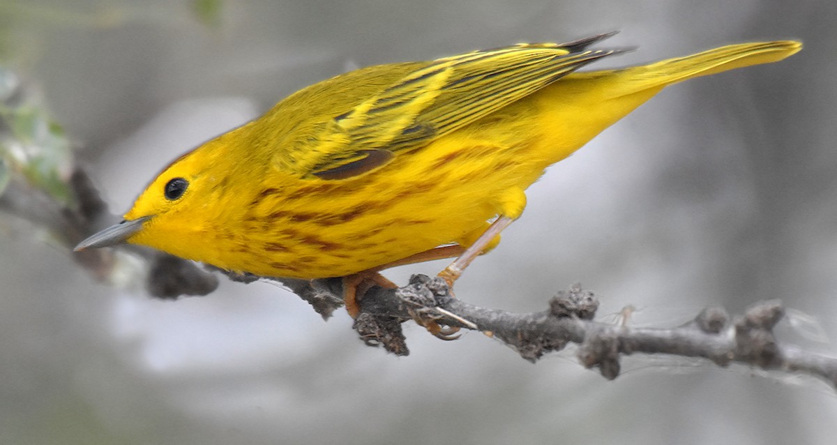 Yellow Warbler (Golden) - ML56426211