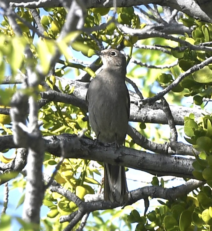 Townsend's Solitaire - ML564263871