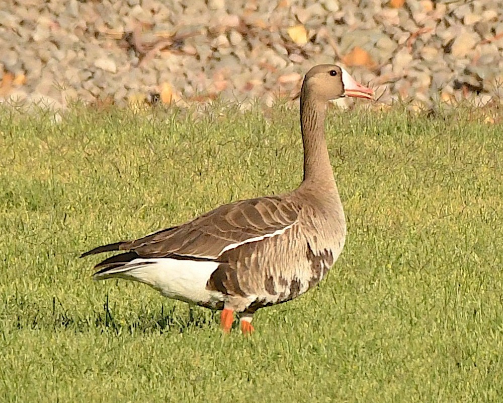 Greater White-fronted Goose - ML564265751