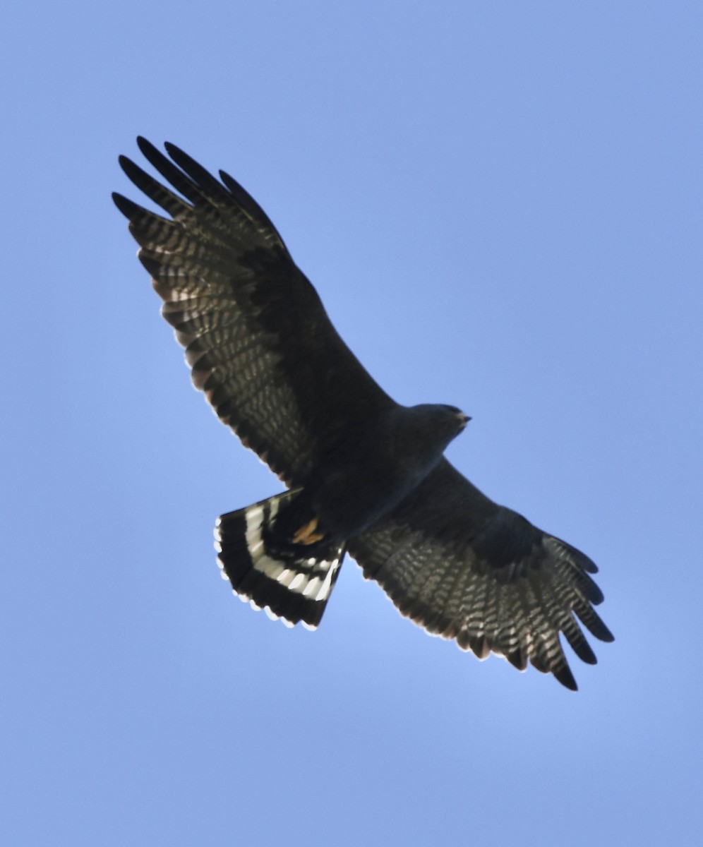 Zone-tailed Hawk - ML564267151