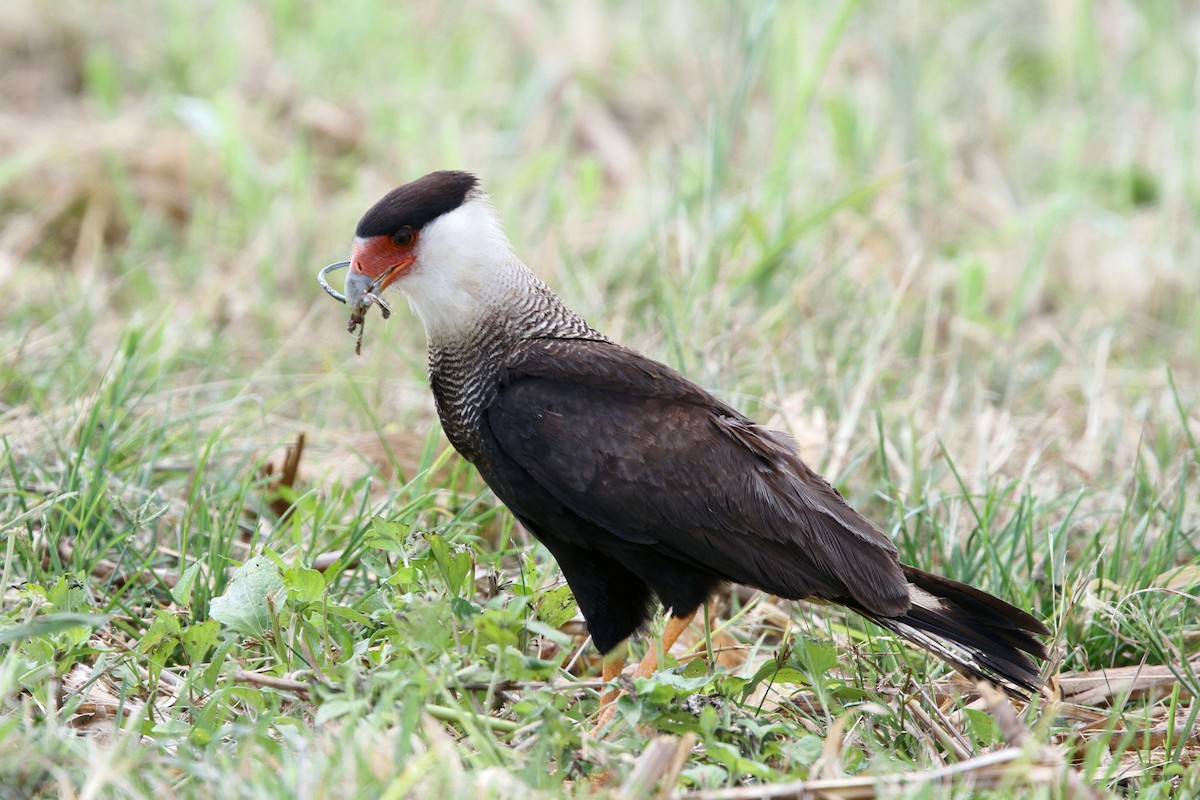 Crested Caracara (Southern) - ML56426961