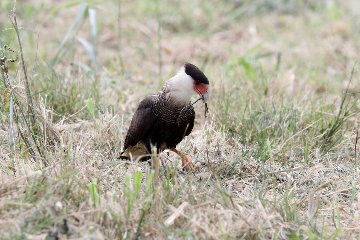 Crested Caracara (Southern) - ML56426981