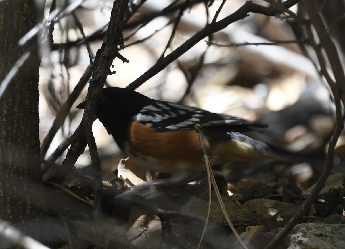 Spotted Towhee - ML564270471