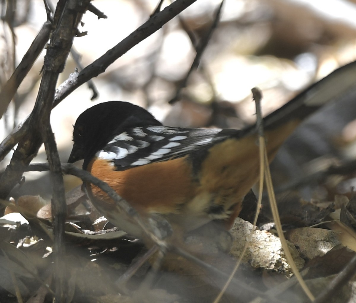 Spotted Towhee - ML564270561
