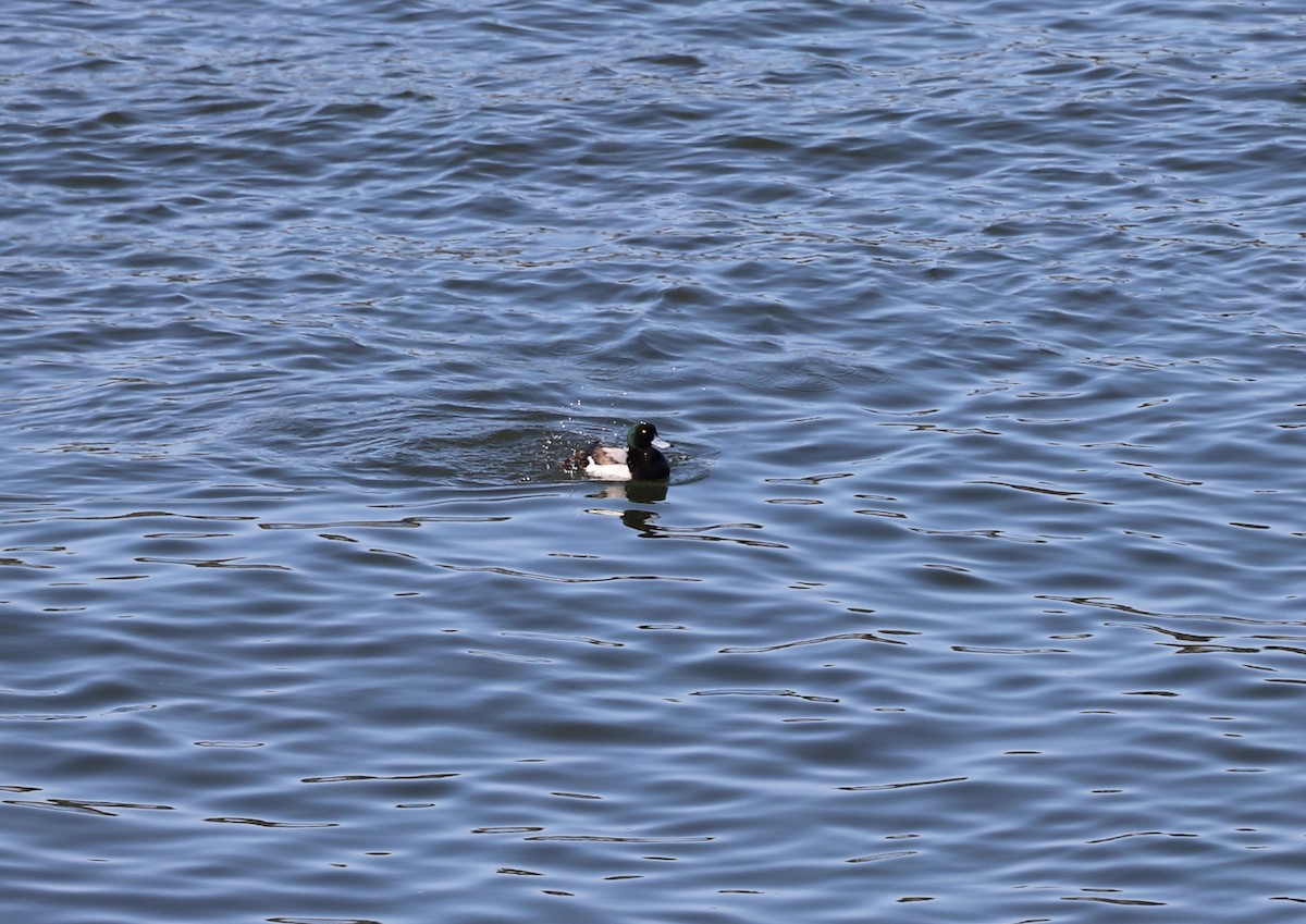 Greater Scaup - ML564271311