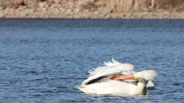 American White Pelican - ML564272011
