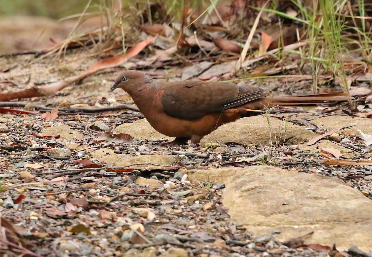 Brown Cuckoo-Dove - ML564275651