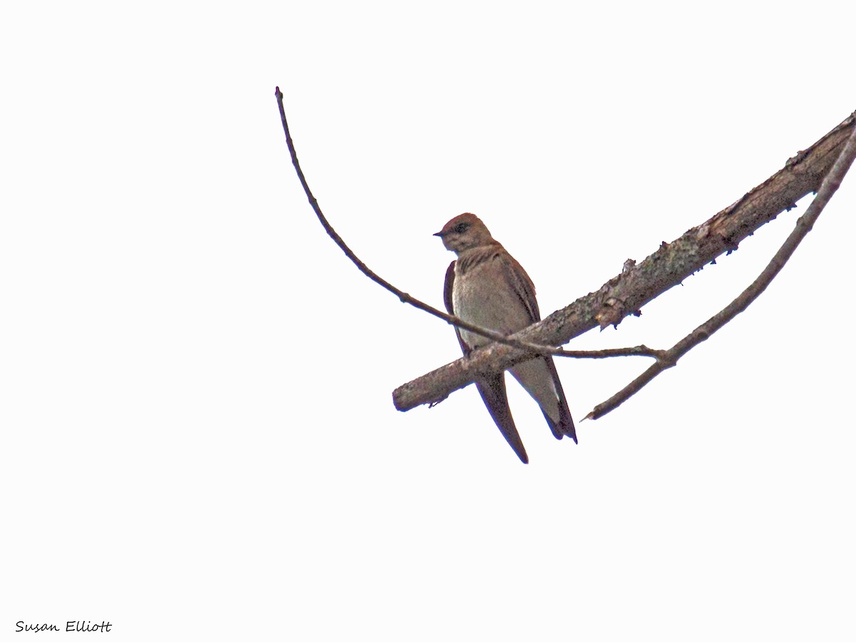 Northern Rough-winged Swallow - Susan Elliott