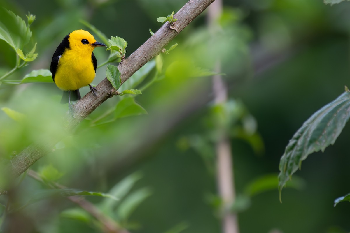 Black-and-yellow Tanager - ML564284551