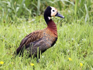  - White-faced Whistling-Duck