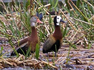 Adult (mit Black-bellied Whistling-Duck) - Marcello Gomes - ML56428761