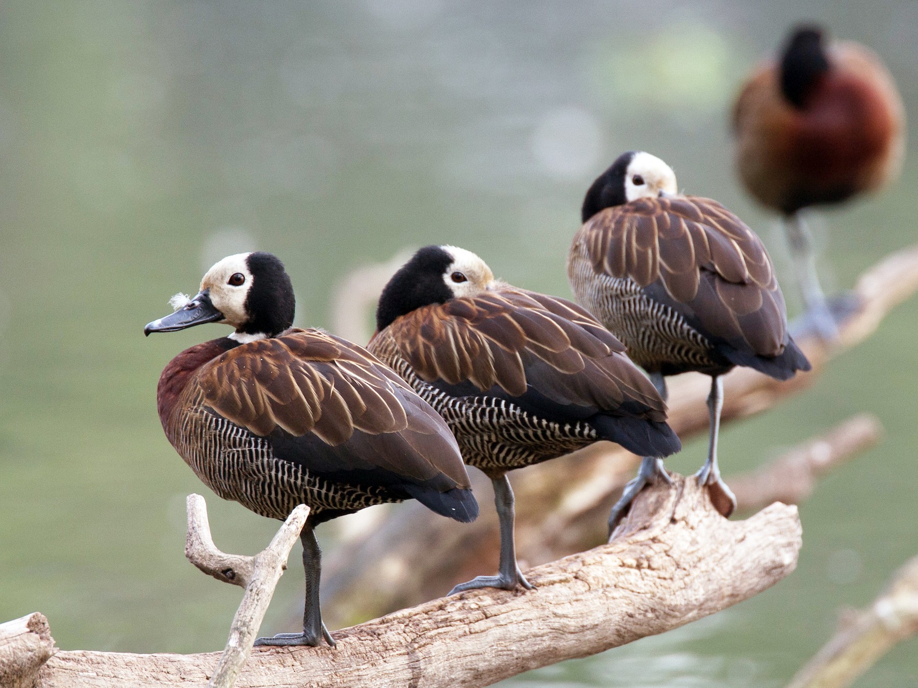 White-faced Whistling-Duck - Robert Lewis