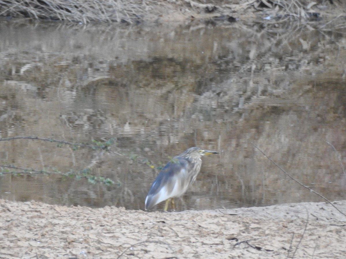 Indian Pond-Heron - ML564288281