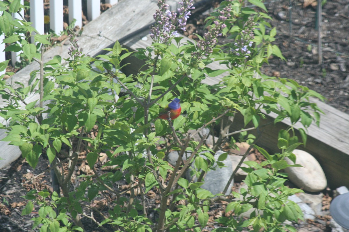 Painted Bunting - ML56428931