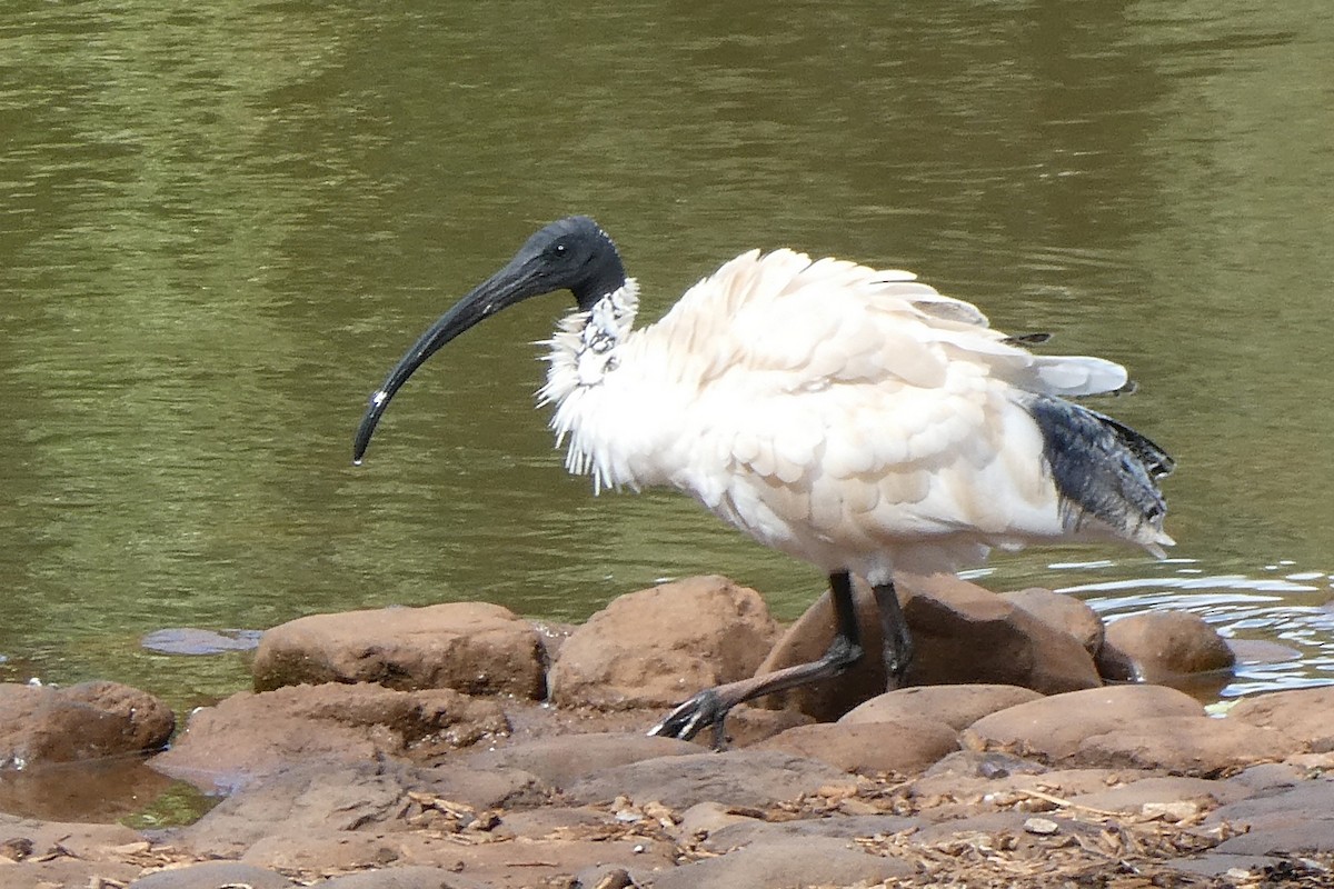 ibis australský - ML564291631