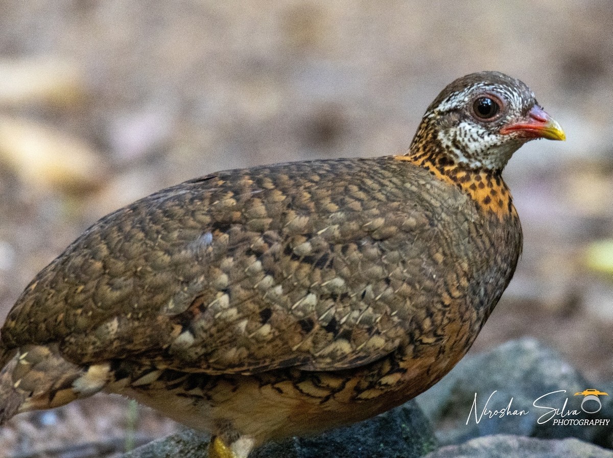 Scaly-breasted Partridge - ML564291941