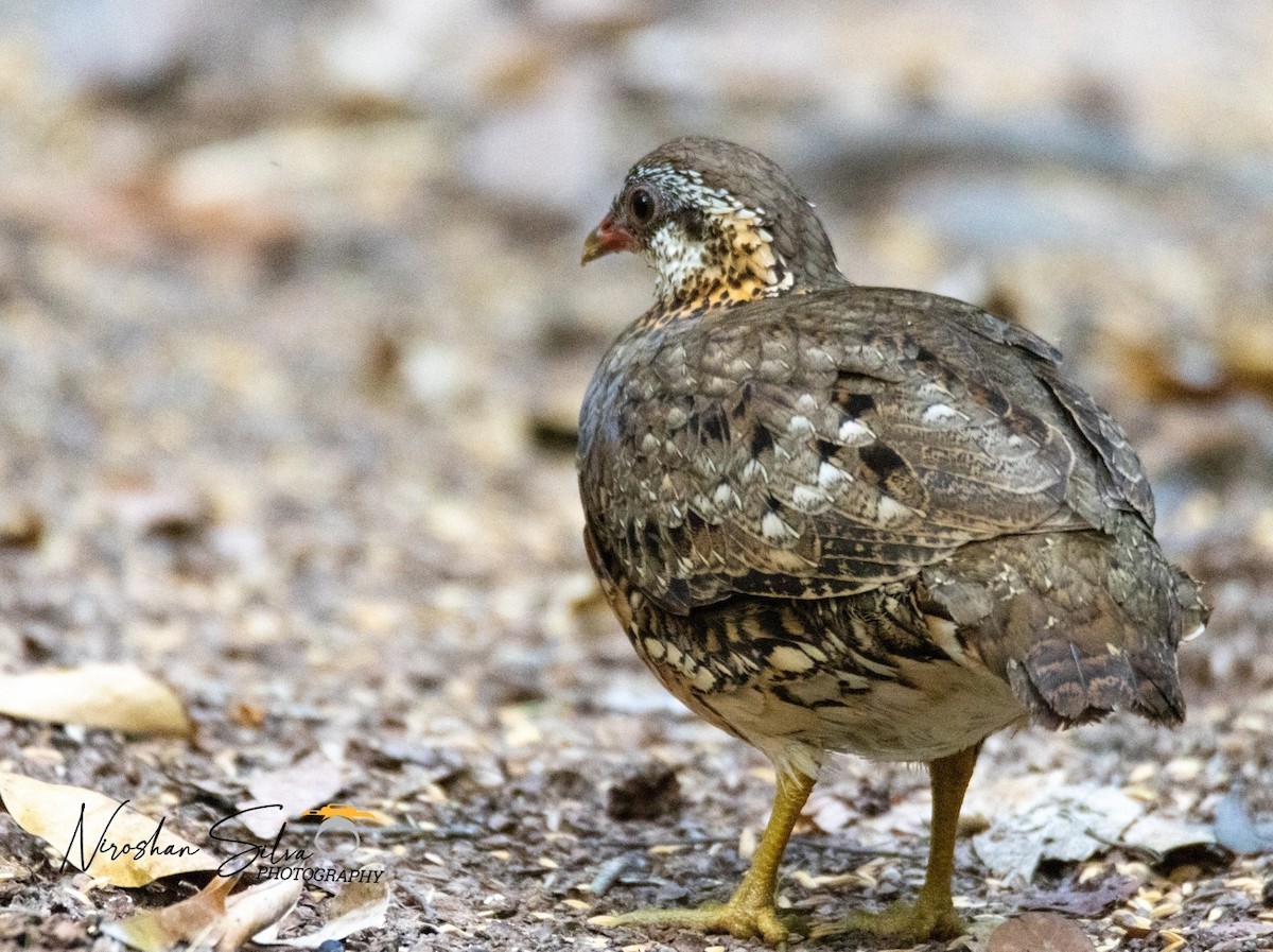 Scaly-breasted Partridge - ML564291961