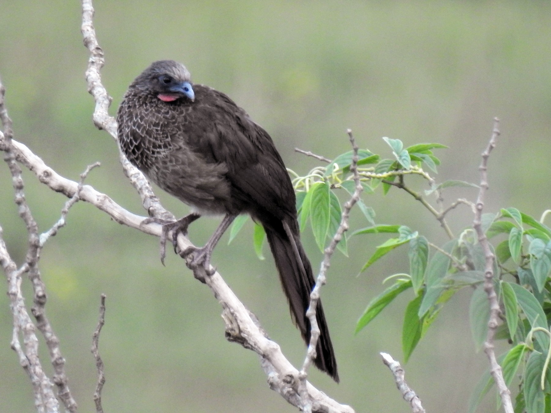 Chachalaca Colombiana - eBird