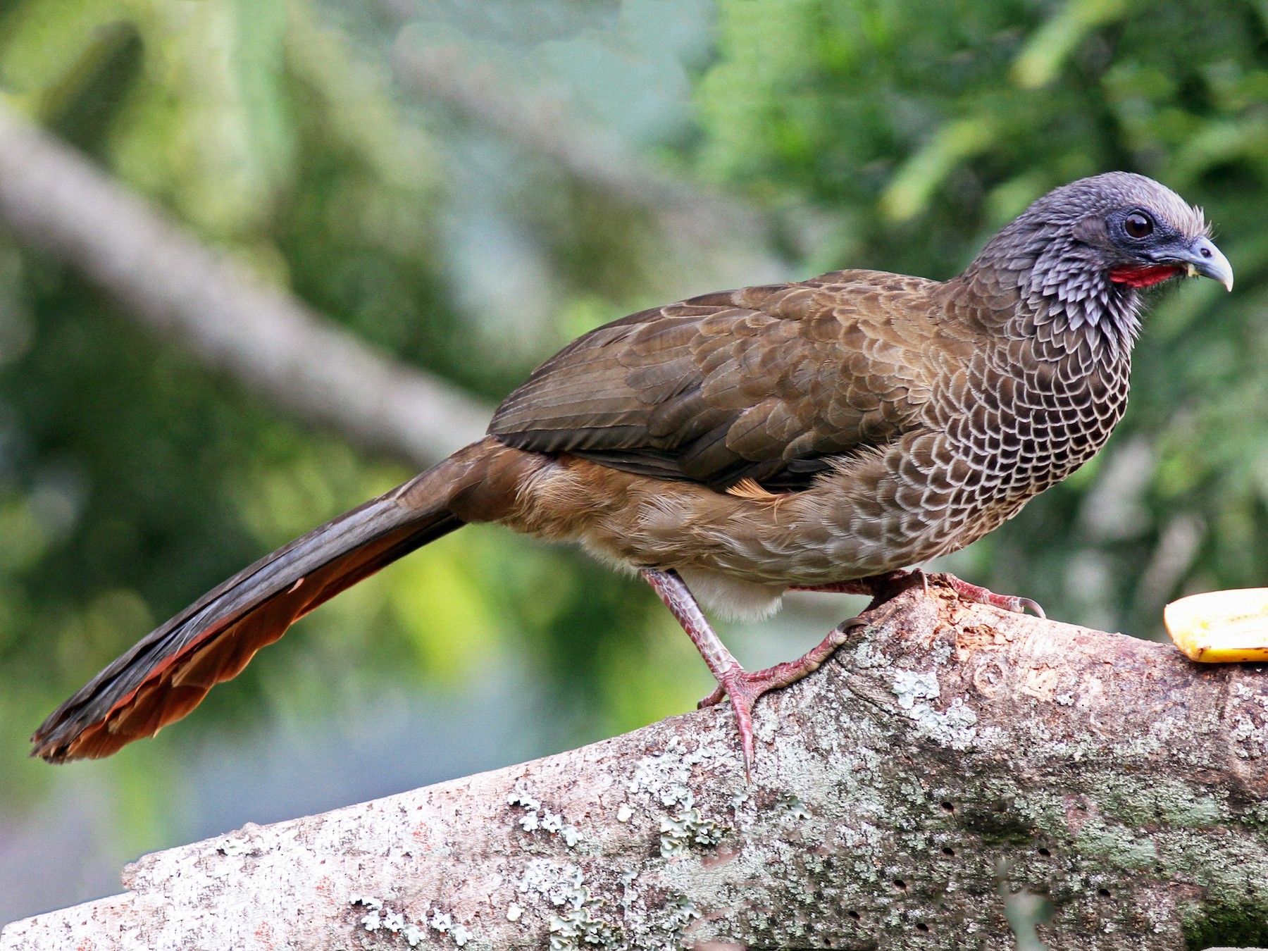 Chachalaca Colombiana - eBird