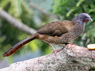  - Colombian Chachalaca