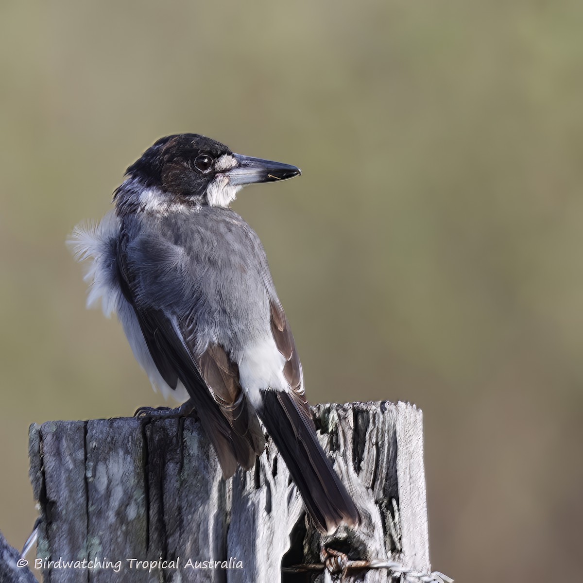 Gray Butcherbird - Doug Herrington || Birdwatching Tropical Australia Tours