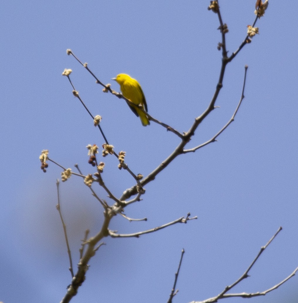 Yellow Warbler - ML564297211