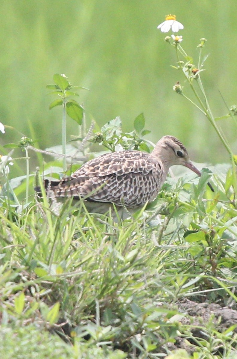 Little Curlew - ML564302801