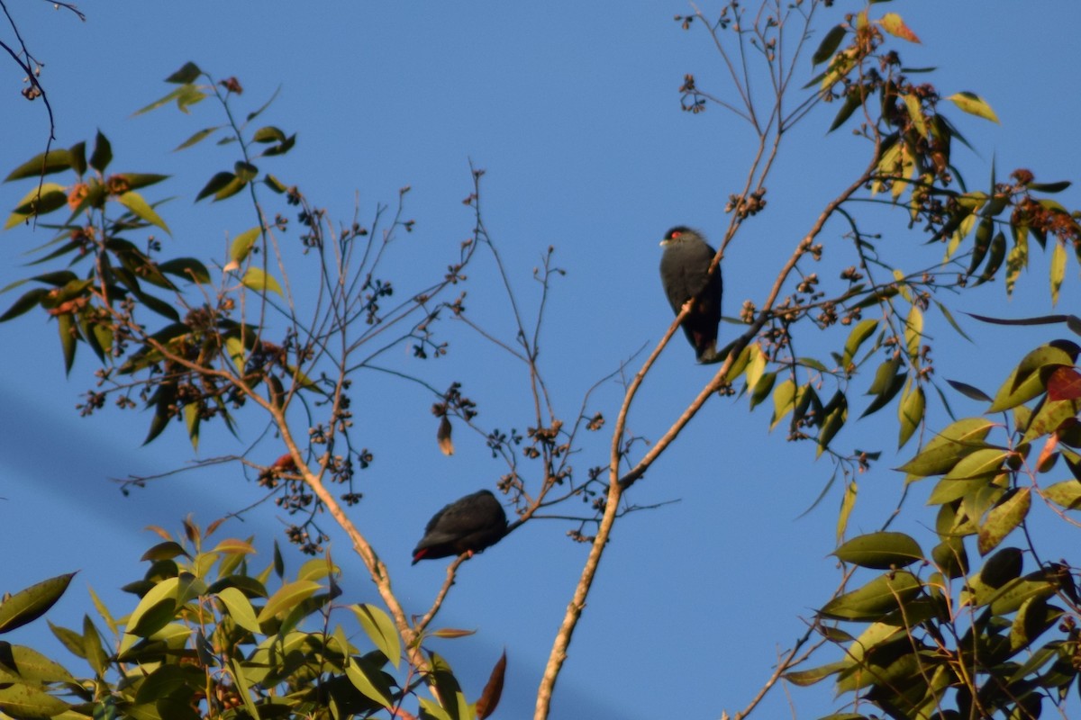 Madagascar Blue-Pigeon - ML56430531