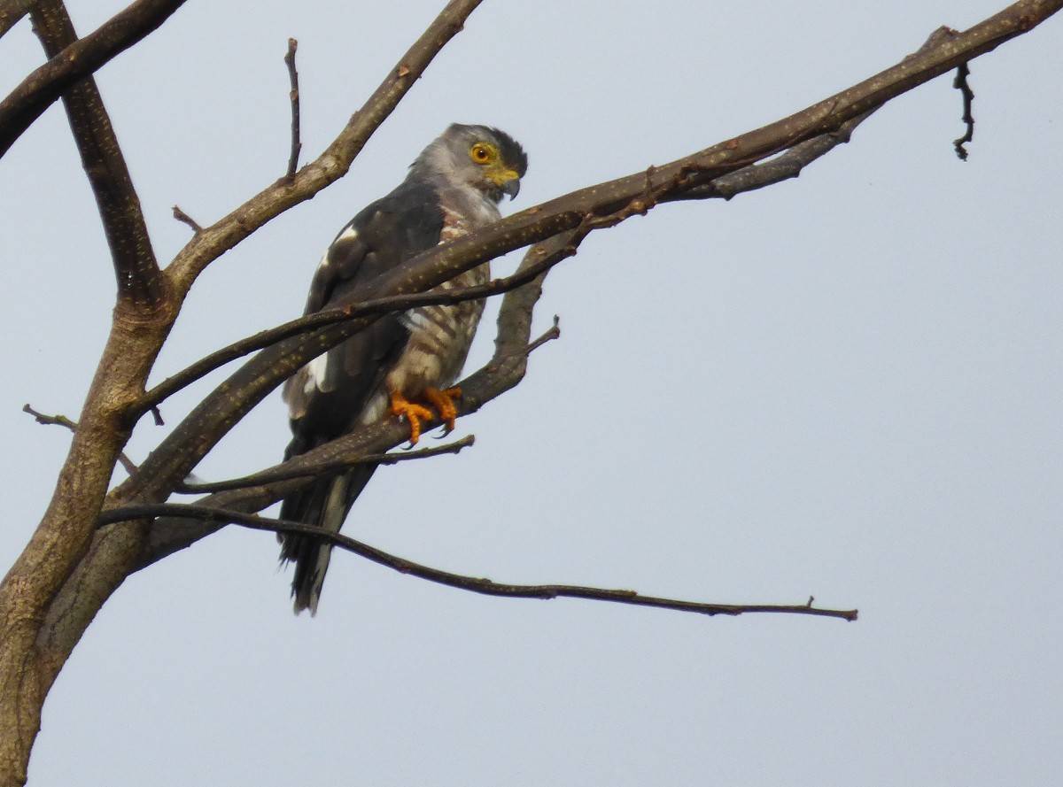 African Cuckoo-Hawk - ML564305521