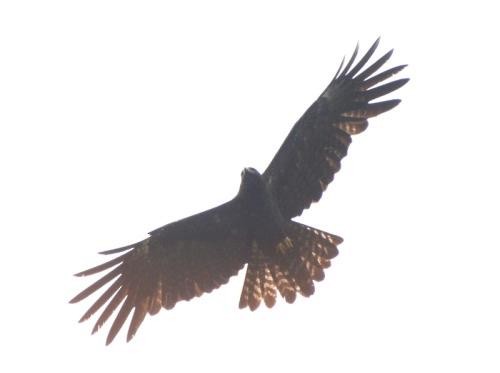 Black Eagle - ML564306701