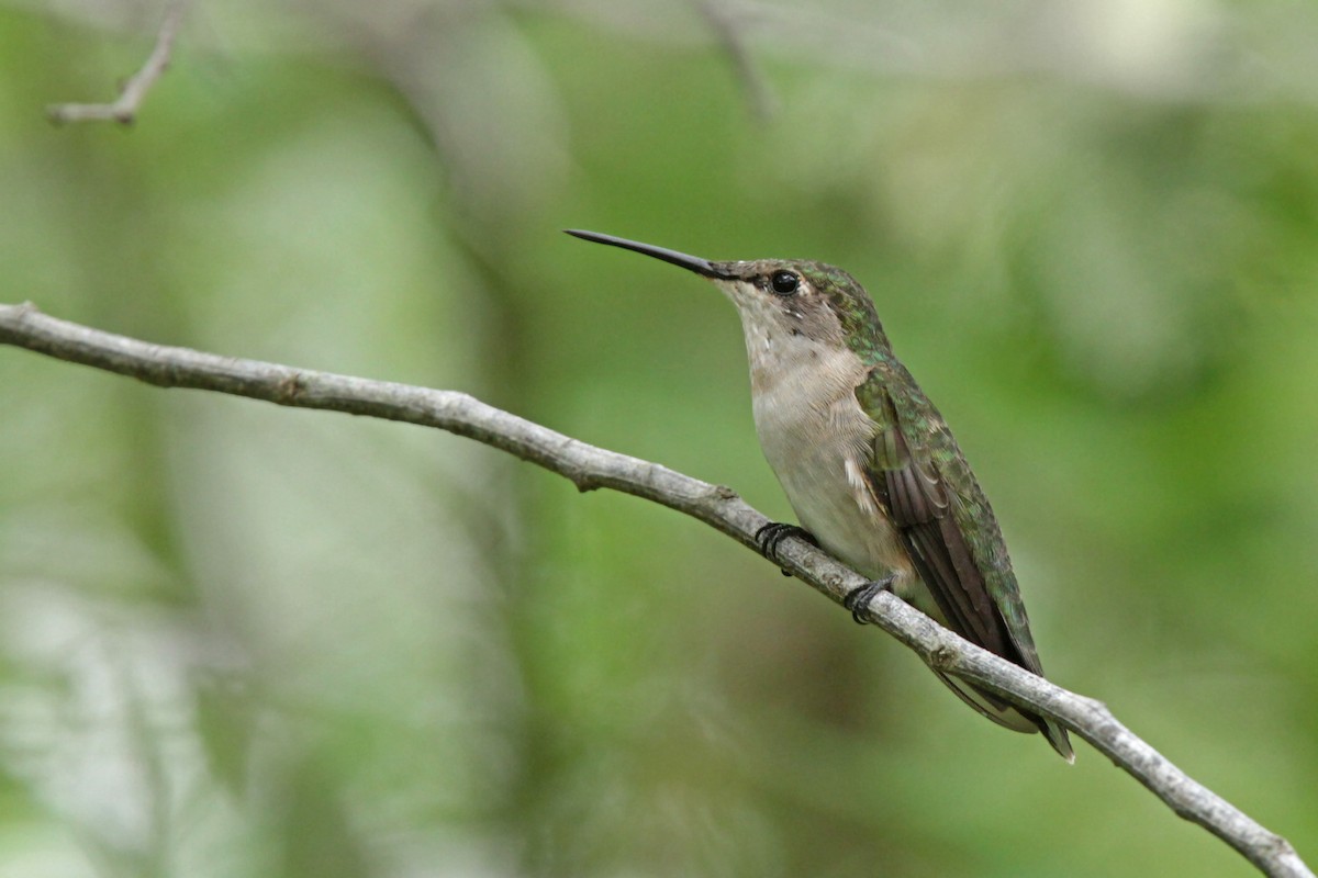 Ruby-throated Hummingbird - ML56430691