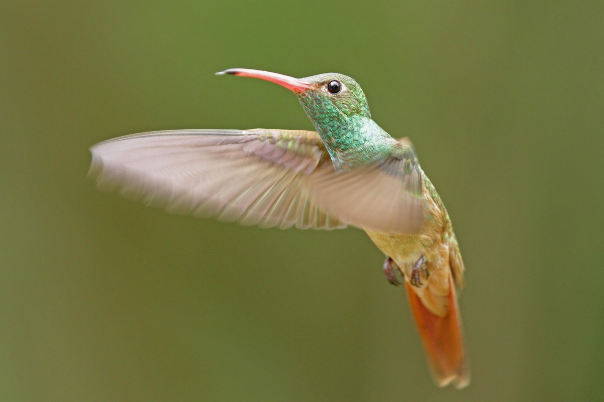 kolibřík yukatanský - ML56430711