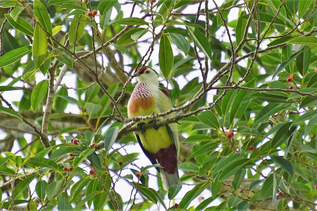 Many-colored Fruit-Dove - ML564308251