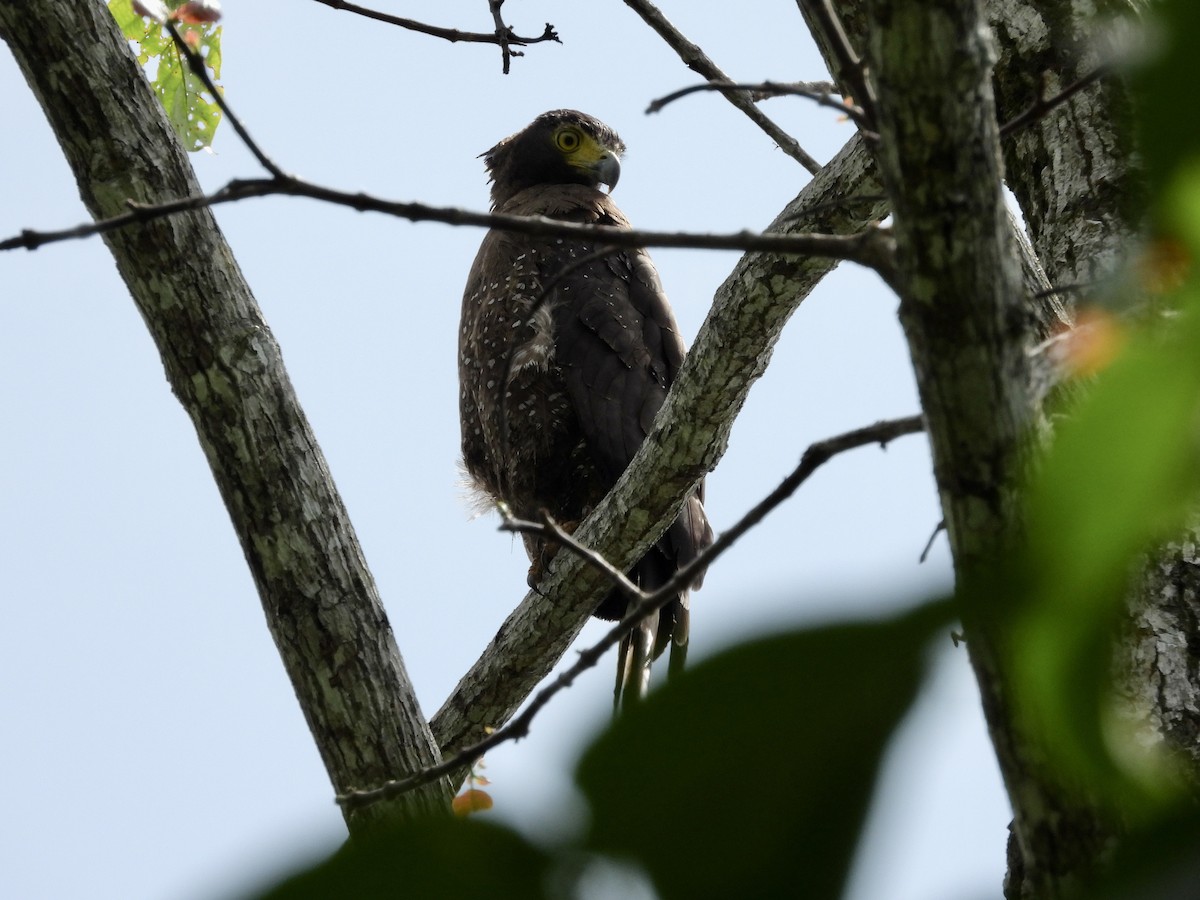 Crested Serpent-Eagle - ML564309011