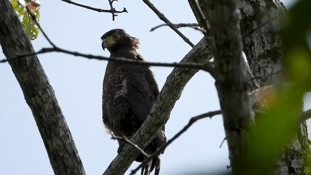Crested Serpent-Eagle - ML564309021