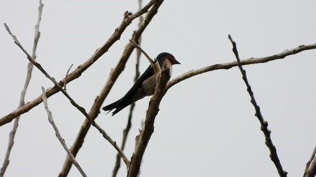 Pacific Swallow - ML564309331