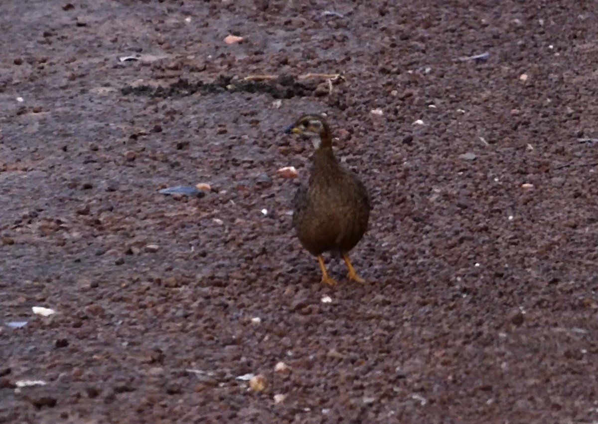 White-throated Francolin - ML564309791