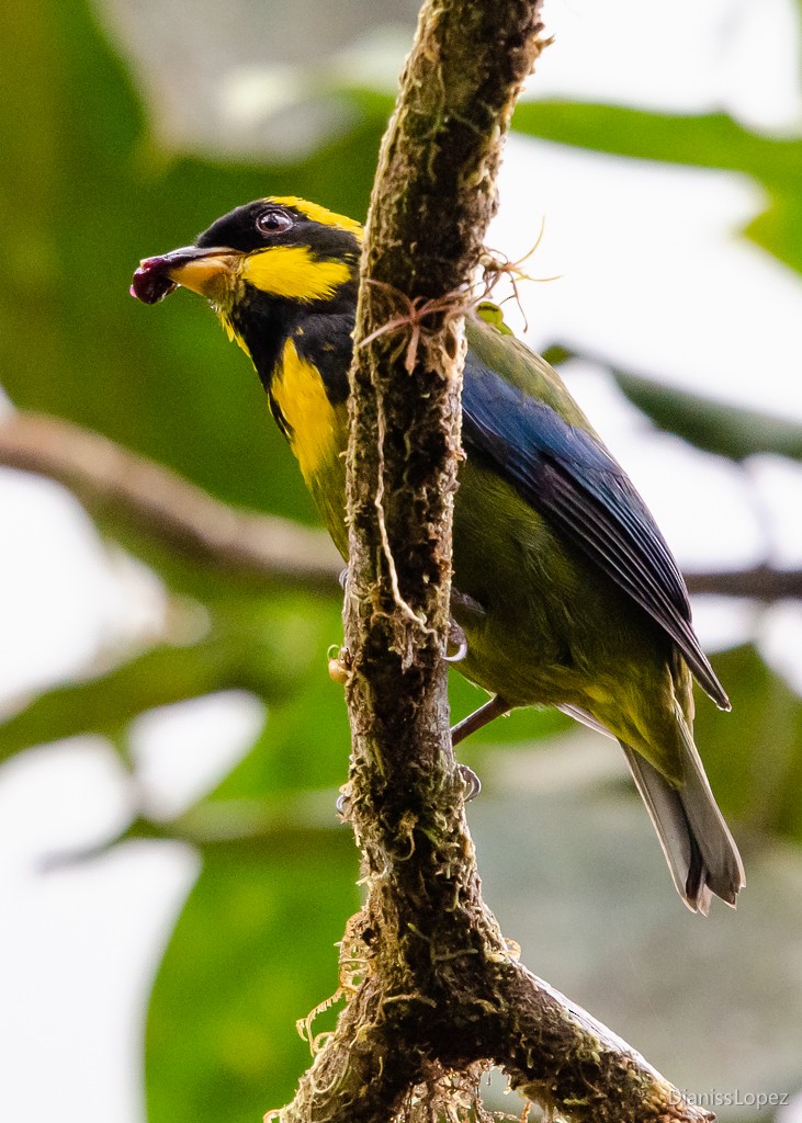 Gold-ringed Tanager - ML564311541