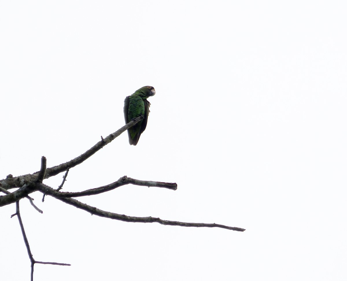 Red-fronted Parrot - ML564311591