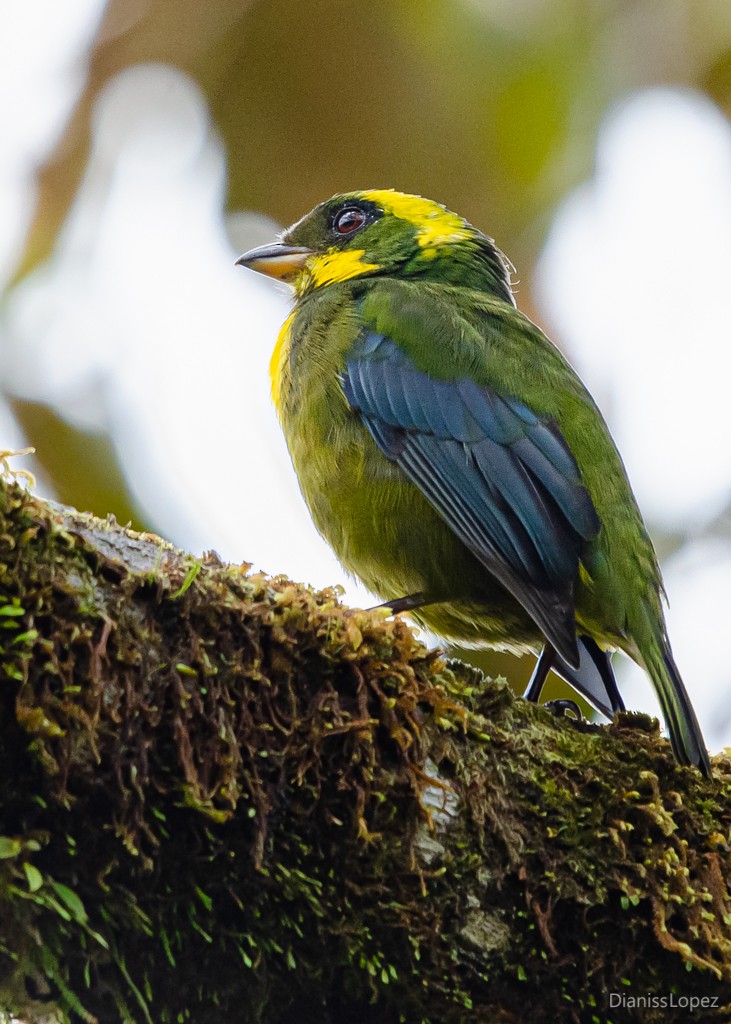 Gold-ringed Tanager - ML564311681